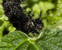 Nældesommerfugle larve