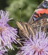 Admiral sommerfugl suger nektar fra tidsel