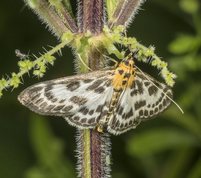 Nældehalvmøl - Eurrhypara hortulata