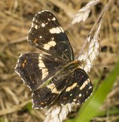 Nældesommerfugl 2. generation