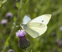 Lille kålsommerfugl på tidsel