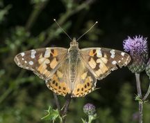Tidselsommerfugl - Vanessa cardui