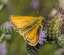 Stregbredpande på tidsel