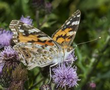 Tidselsommerfugl på tidsel