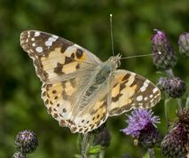 Tidselsommerfugl på tidsel