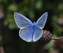 Almindelig blåfugl - Polyommatus icarus