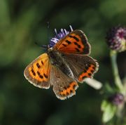 Lille ildfugl - Lycaena phlaeas
