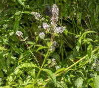 Mynte - Mentha spicata